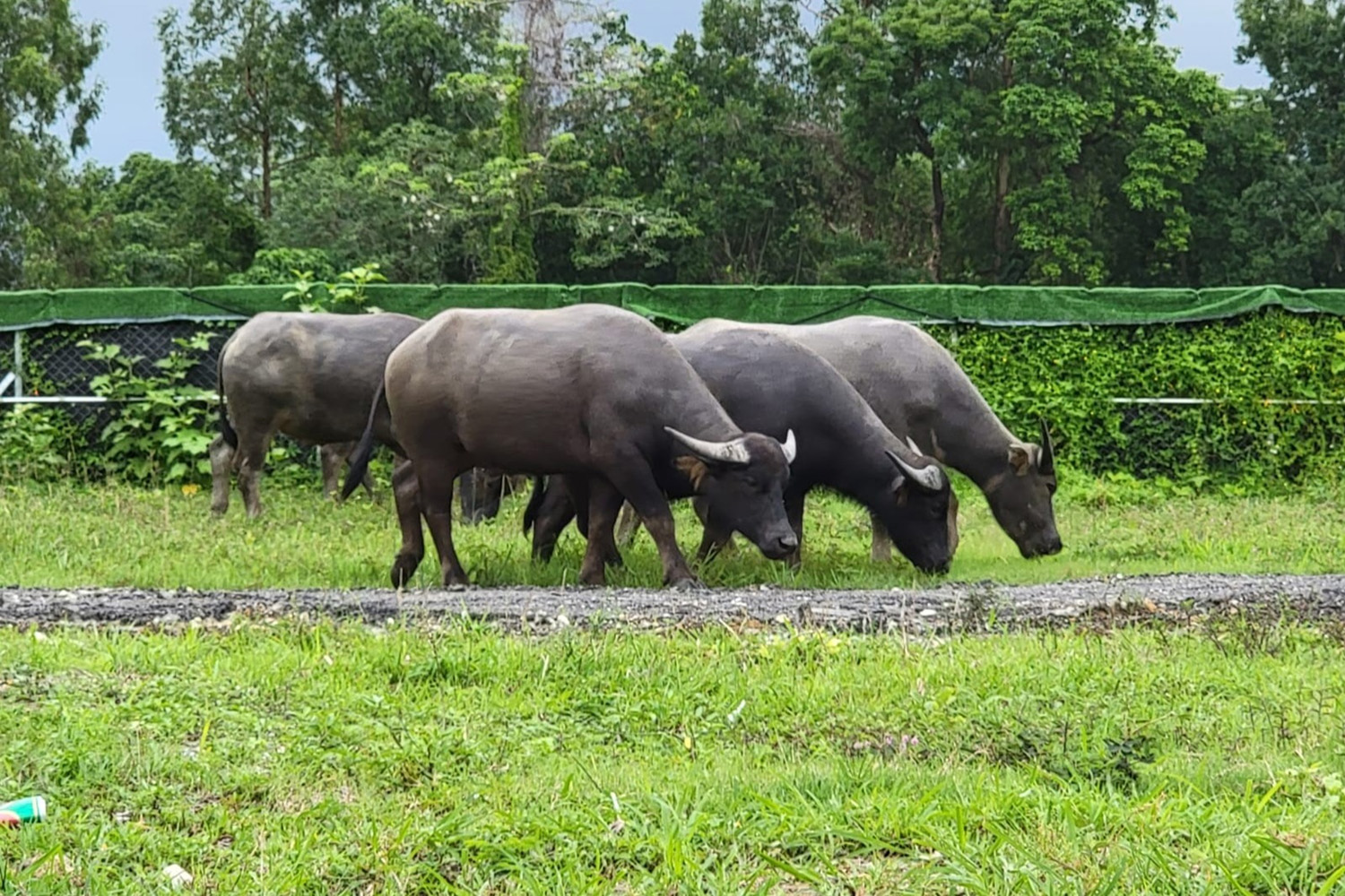 錦田一日遊相片