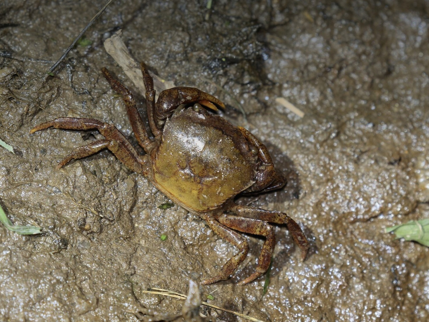 無「蟹」可擊相片